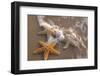 Starfish with Evening Surf Rolling In-Terry Eggers-Framed Photographic Print