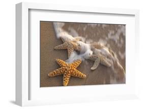 Starfish with Evening Surf Rolling In-Terry Eggers-Framed Photographic Print