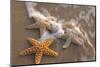 Starfish with Evening Surf Rolling In-Terry Eggers-Mounted Photographic Print