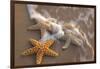 Starfish with Evening Surf Rolling In-Terry Eggers-Framed Photographic Print