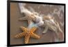 Starfish with Evening Surf Rolling In-Terry Eggers-Framed Photographic Print