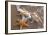 Starfish with Evening Surf Rolling In-Terry Eggers-Framed Photographic Print