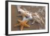 Starfish with Evening Surf Rolling In-Terry Eggers-Framed Photographic Print