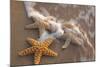 Starfish with Evening Surf Rolling In-Terry Eggers-Mounted Photographic Print