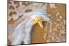 Starfish with Evening Surf Rolling In-Terry Eggers-Mounted Photographic Print