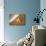 Starfish with Evening Surf Rolling In-Terry Eggers-Mounted Photographic Print displayed on a wall