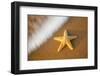 Starfish with Evening Surf Rolling In-Terry Eggers-Framed Photographic Print