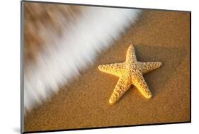 Starfish with Evening Surf Rolling In-Terry Eggers-Mounted Photographic Print