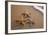 Starfish with Evening Surf Rolling In-Terry Eggers-Framed Photographic Print