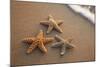 Starfish with Evening Surf Rolling In-Terry Eggers-Mounted Photographic Print