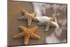 Starfish with Evening Surf Rolling In-Terry Eggers-Mounted Photographic Print