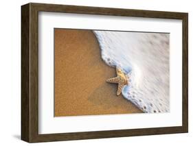 Starfish with Evening Surf Rolling In-Terry Eggers-Framed Photographic Print