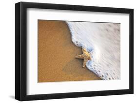 Starfish with Evening Surf Rolling In-Terry Eggers-Framed Photographic Print