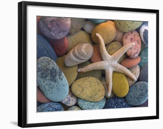 Starfish-Don Paulson-Framed Giclee Print