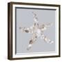 Starfish-Justin Lloyd-Framed Giclee Print