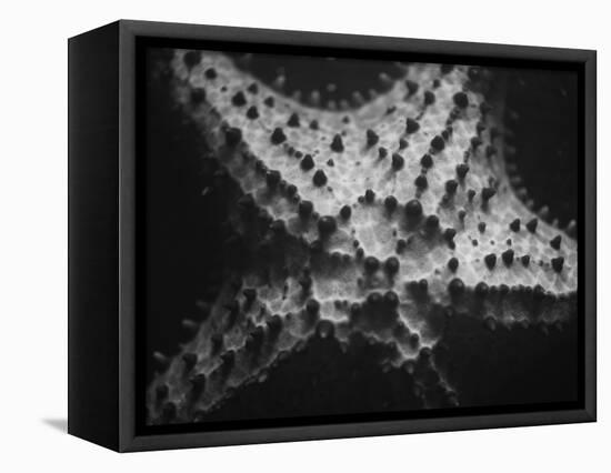 Starfish-Henry Horenstein-Framed Stretched Canvas