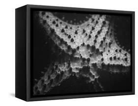 Starfish-Henry Horenstein-Framed Stretched Canvas