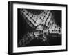 Starfish-Henry Horenstein-Framed Premium Photographic Print