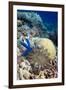 Starfish-Georgette Douwma-Framed Photographic Print