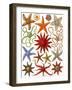 Starfish-English School-Framed Giclee Print