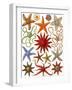 Starfish-English School-Framed Giclee Print