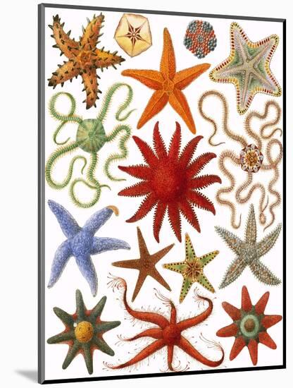 Starfish-English School-Mounted Giclee Print