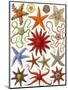 Starfish-English School-Mounted Giclee Print