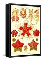 Starfish-Ernst Haeckel-Framed Stretched Canvas