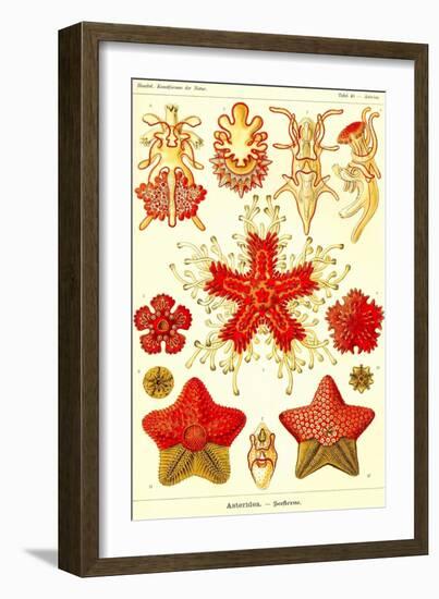 Starfish-Ernst Haeckel-Framed Art Print