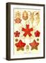 Starfish-Ernst Haeckel-Framed Art Print