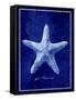 Starfish-GI ArtLab-Framed Stretched Canvas