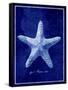 Starfish-GI ArtLab-Framed Stretched Canvas