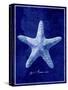 Starfish-GI ArtLab-Stretched Canvas