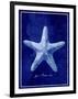 Starfish-GI ArtLab-Framed Giclee Print