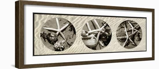 Starfish-Alan Hausenflock-Framed Photographic Print