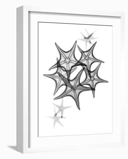 Starfish-Albert Koetsier-Framed Art Print