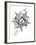 Starfish-Albert Koetsier-Framed Art Print