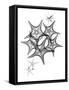 Starfish-Albert Koetsier-Framed Stretched Canvas