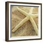 Starfish-Lisa Hill Saghini-Framed Premium Giclee Print