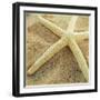 Starfish-Lisa Hill Saghini-Framed Art Print