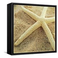 Starfish-Lisa Hill Saghini-Framed Stretched Canvas