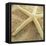 Starfish-Lisa Hill Saghini-Framed Stretched Canvas