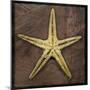 Starfish-John W Golden-Mounted Premium Giclee Print