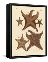 Starfish-null-Framed Stretched Canvas