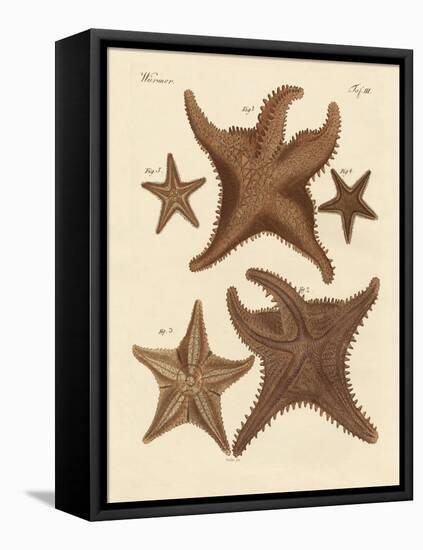 Starfish-null-Framed Stretched Canvas