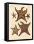 Starfish-null-Framed Stretched Canvas