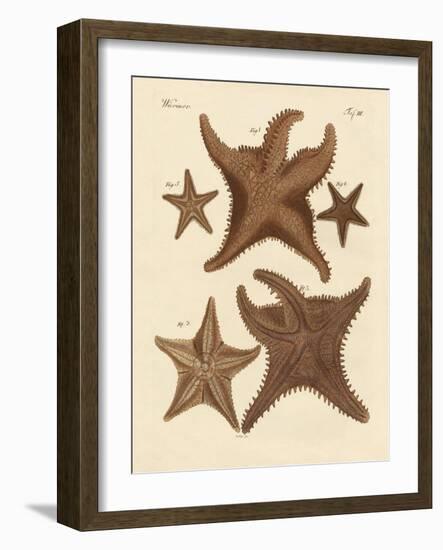 Starfish-null-Framed Giclee Print