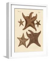 Starfish-null-Framed Giclee Print