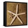 Starfish-Caroline Kelly-Framed Stretched Canvas