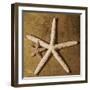 Starfish-Caroline Kelly-Framed Photo